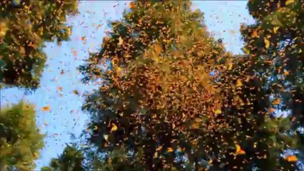 İşte Allah'ın Yaratışı! Allah'ın Mucizeleri