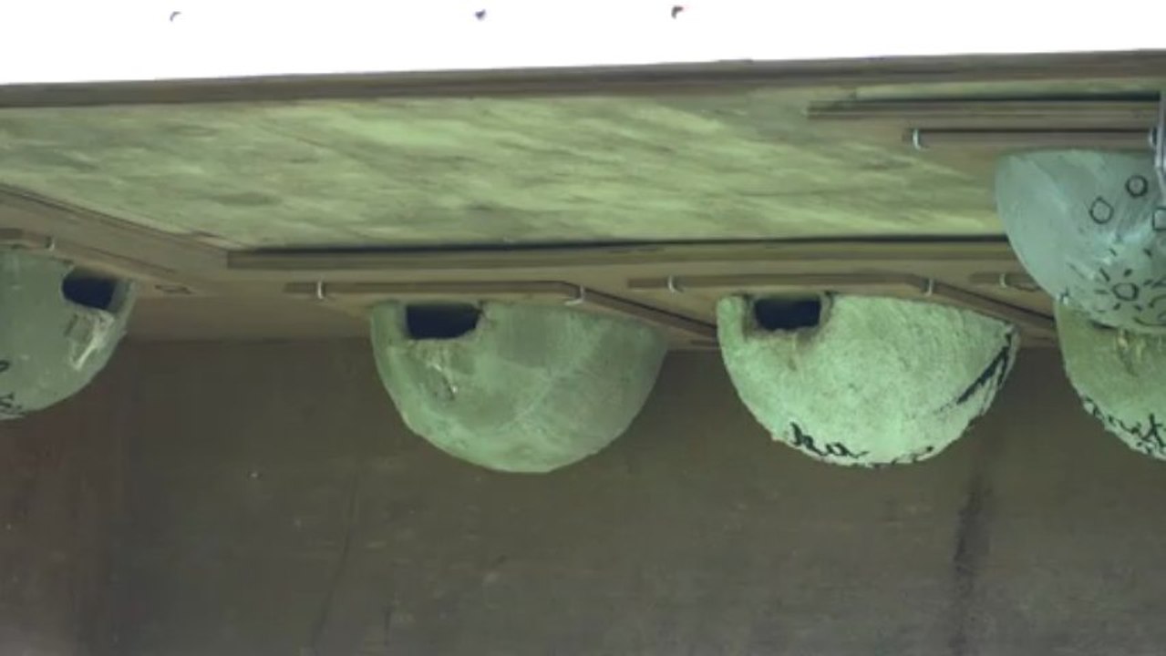 Tour à hirondelles (La Chaise-10, le 13 avril 2013) (2)