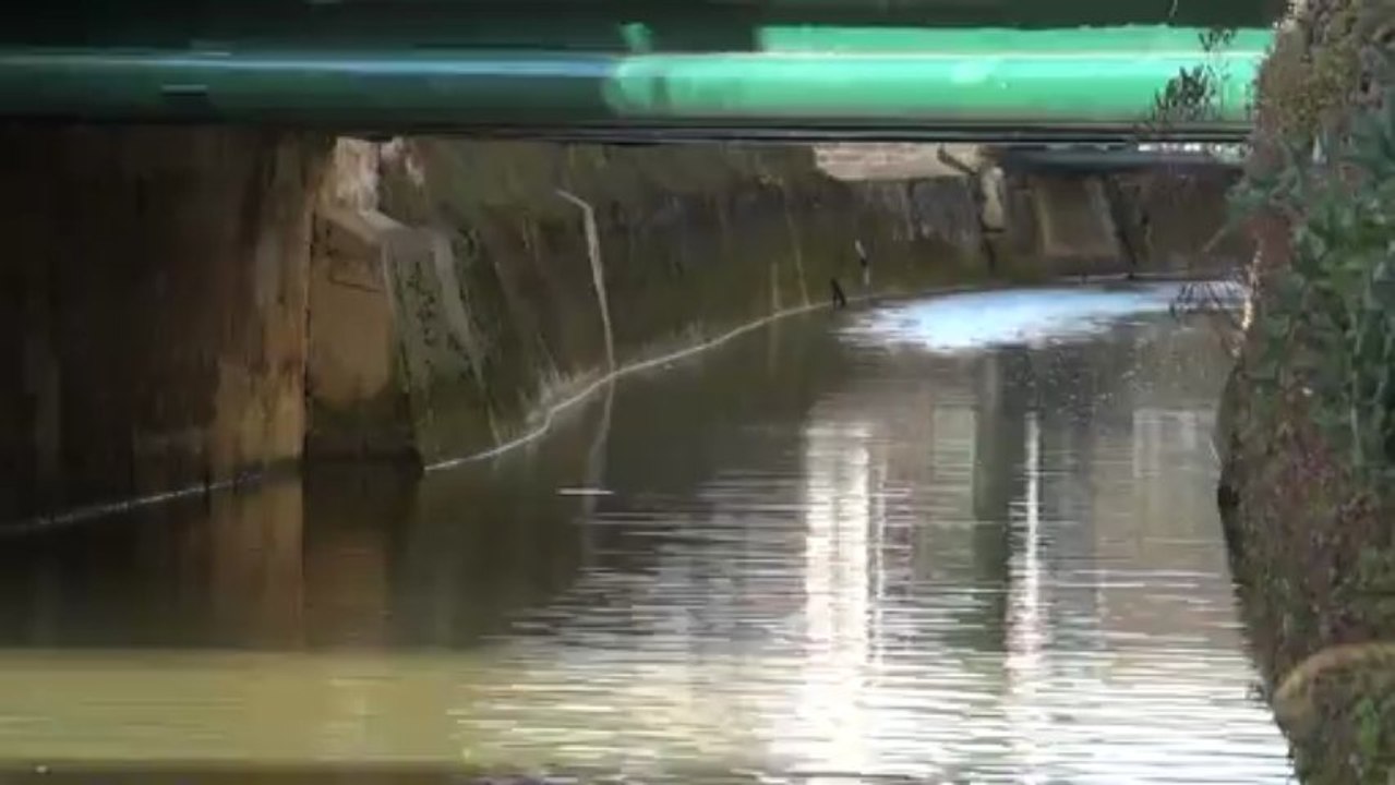 Hirondelle rustique (Soulaines-Dhuys-10, le 13 avril 2013)