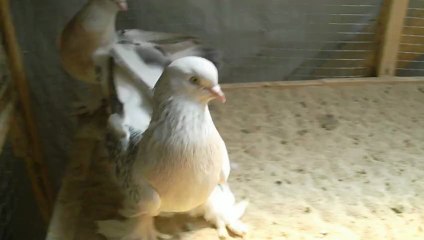 silik erkek ile aynasız disi