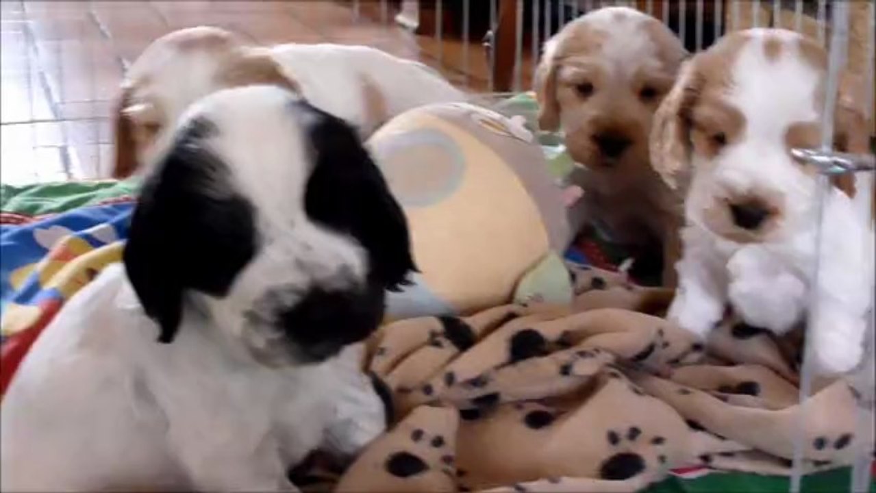 Les chiots