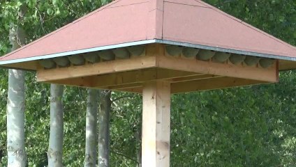 Tour à hirondelles (Hampigny-10, le 27 juillet 2012) (1)