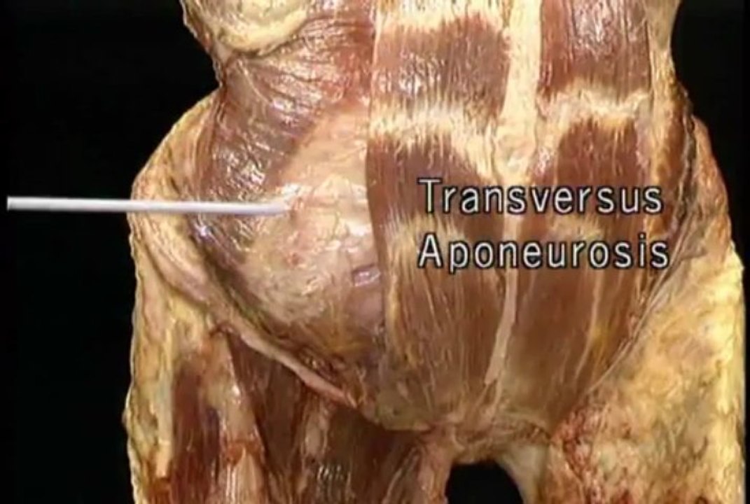 The Abdomen Part I