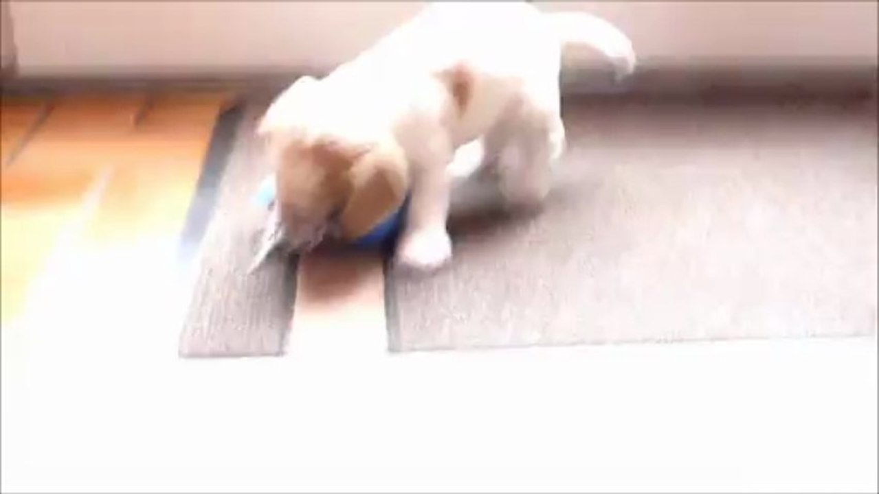Petit mâle blanc-orange