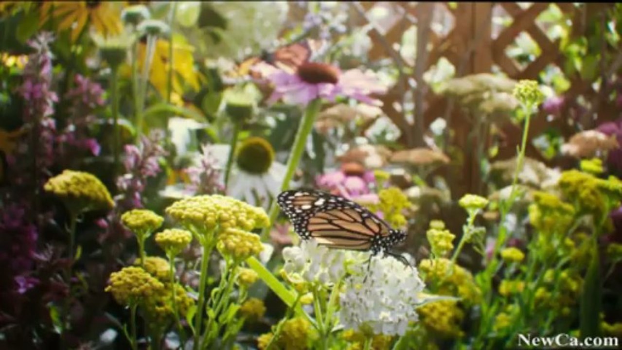 NewCa.com: Flight of the Butterflies – One Film, Three Stories