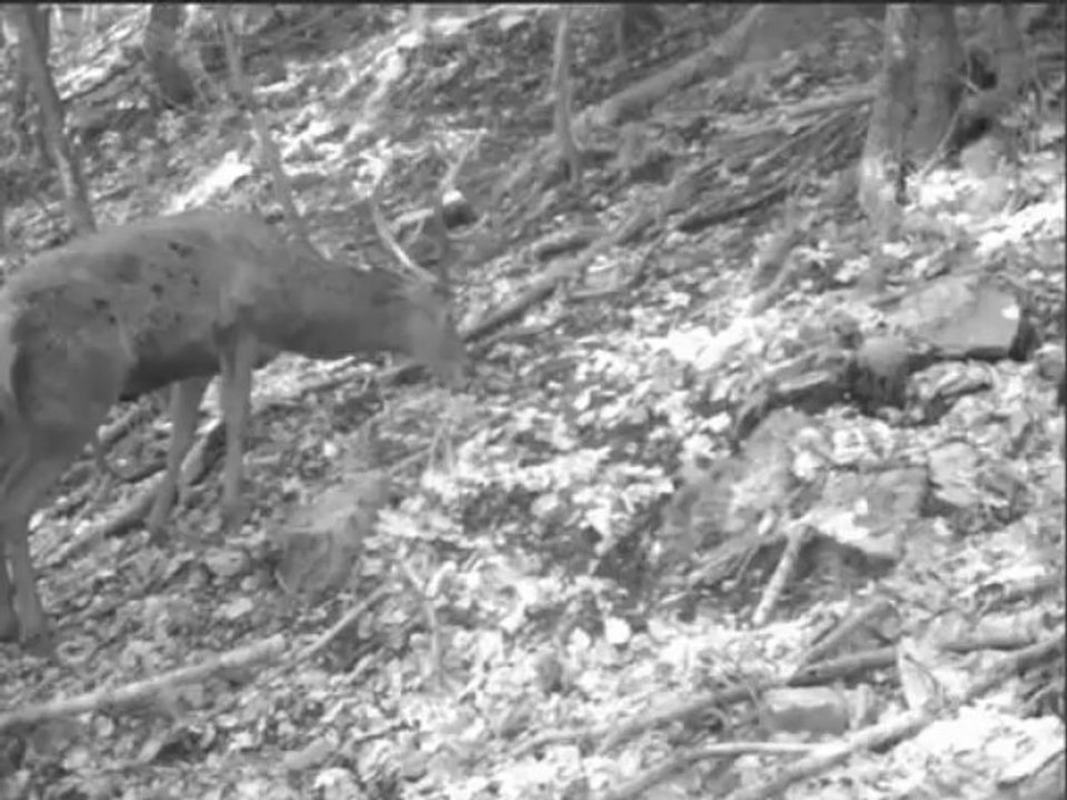 cerf