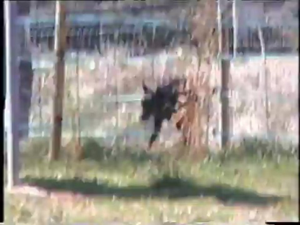 MON USKY ET MON ULYSSE