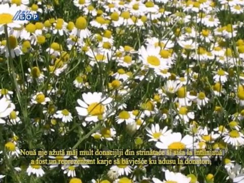 Selo moje (titlovano na vlaški jezik), 14. april 2013.