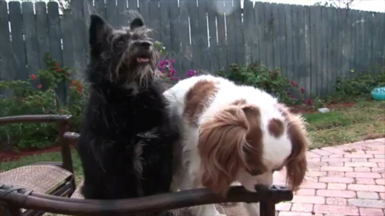 Dog and Cat Urinary Conditions and Behavioral Disorders Tequesta, Fl