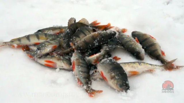 МК : Ловля окуня на блесны видео Full HD