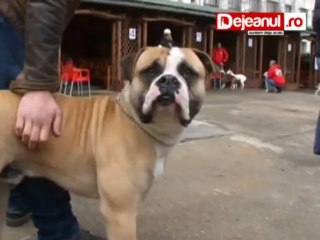 expozitie bulldog american la Dej