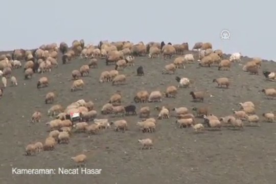 Çözüm süreci besicileri umutlandırdı