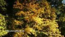 Stock Video - Autumn Gold clip 01 - Video Backgrounds - Stock Footage