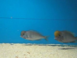 YUNUSLARIM 1 ERKEK 7 DİŞİ  (MAŞALLAH) KESTO