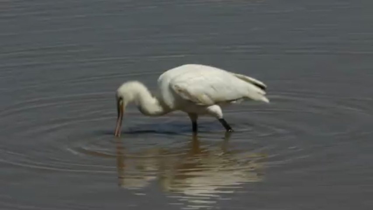Spatule blanche se nourrisant d'une écrevisse