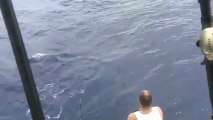 Ils pêchent un espadon mais des requins arrivent