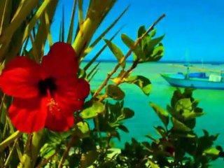 MFO - GÜLLERiN iCiNDEN