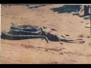 sucuri comendo um bezerro