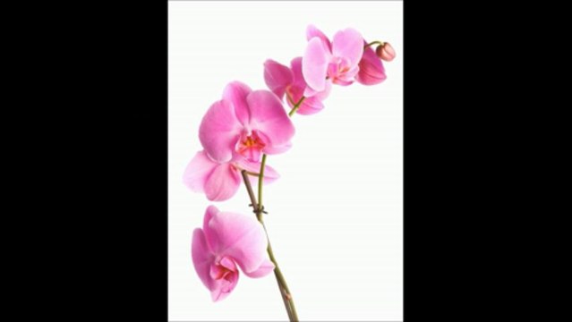 how to grow orchids indoors