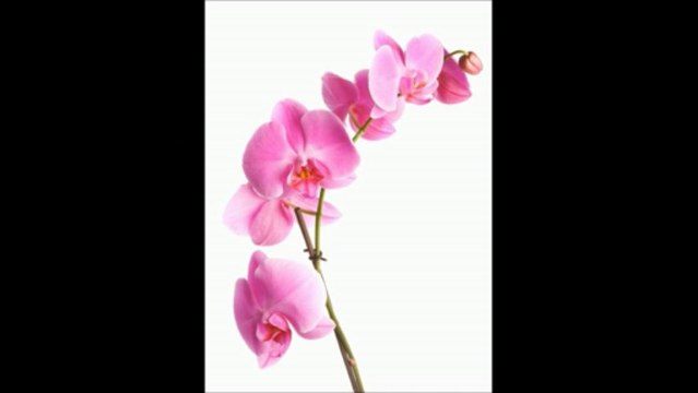 how to grow orchids indoors