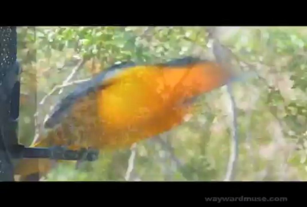 March Desert Birds
