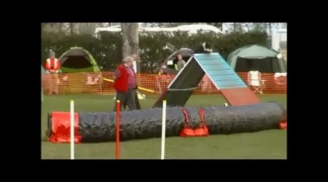 Concours agility Thionville Flipper