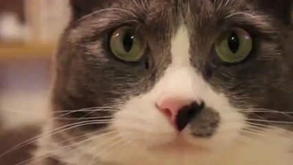 OMG A CAT VIDEO - Bọc lại ghế nhà hàng - 0913285273