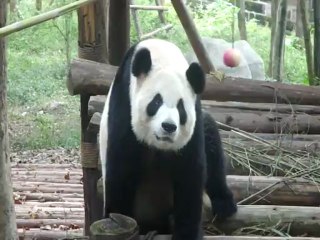 2010-10 Pandas de Chengdu