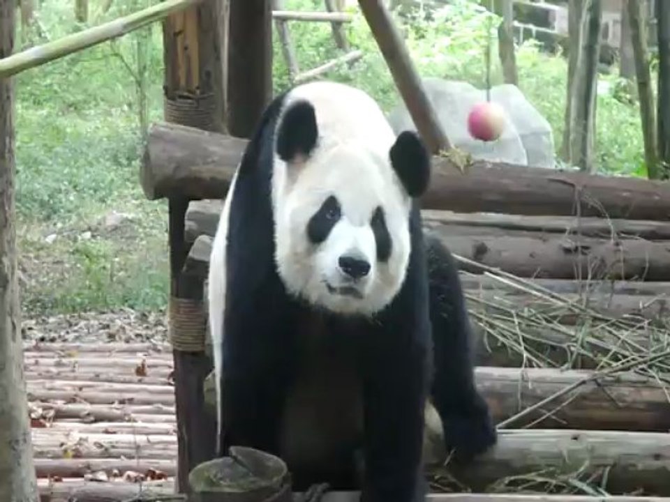 2010-10 Pandas de Chengdu