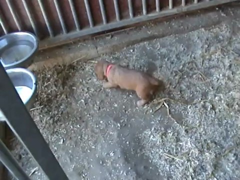 cocker anglais elevage de kyquen