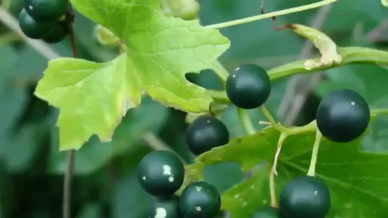 Eyesiccal Eye Drops - The Natural Solution for Dry Eyes