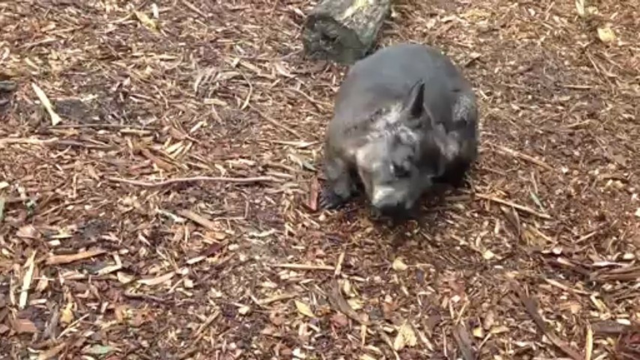 Wombat