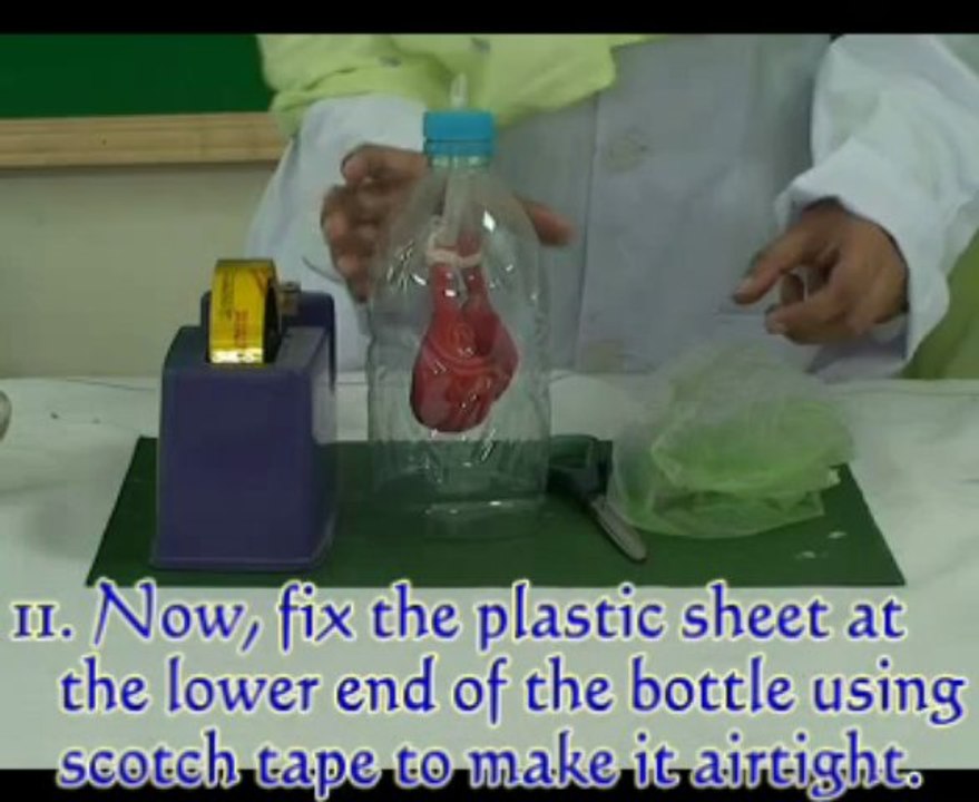 B5Lung Model