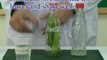 Photosynthesis Science Fair Projects and Experiments