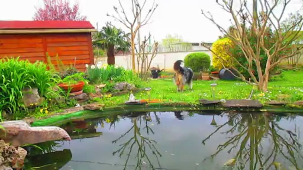 AYTHANN et Les Poissons