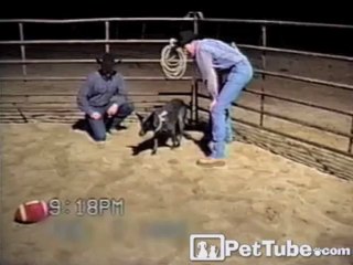 The BEST Listening Dog in the WORLD