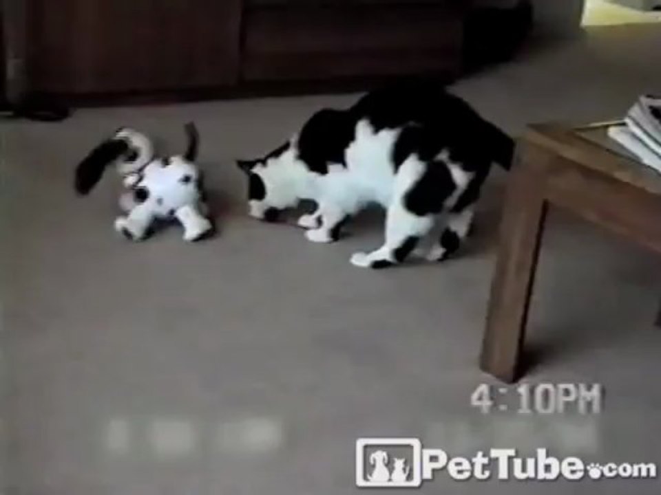 Kitty Wrestles and Dalmatian Shake, Rattle and Roll