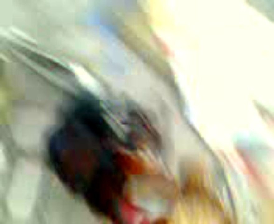 misri murga fight