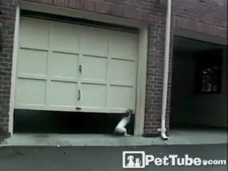 The World’s Biggest Dog Door