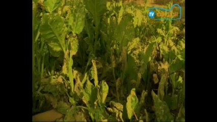 Gabes: Key Insights and Overview