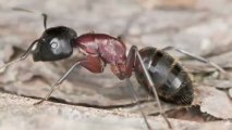 How Ants Can Detect Earthquakes Better Than Other Species