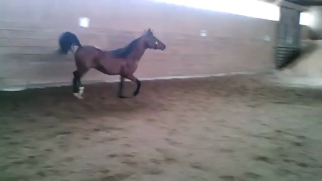 FJ Magnetude étalon Pur sang Arabe disponible pour reproduction. Fils de Magnum Psyche !!