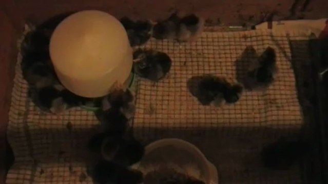 Poussins Wyandotte 3 jours