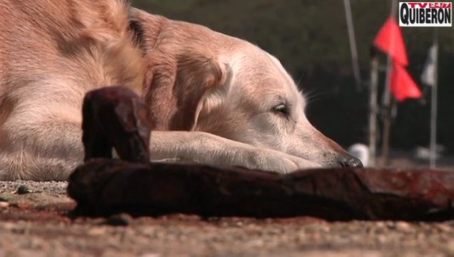 Île de Houat | C'est le printemps | Île de Houat TV