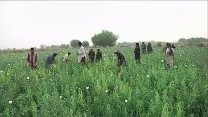 Afghanistan, nuovo boom dell'oppio