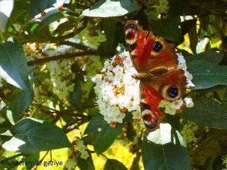 Atatürk Arboretumu-İlkbahar