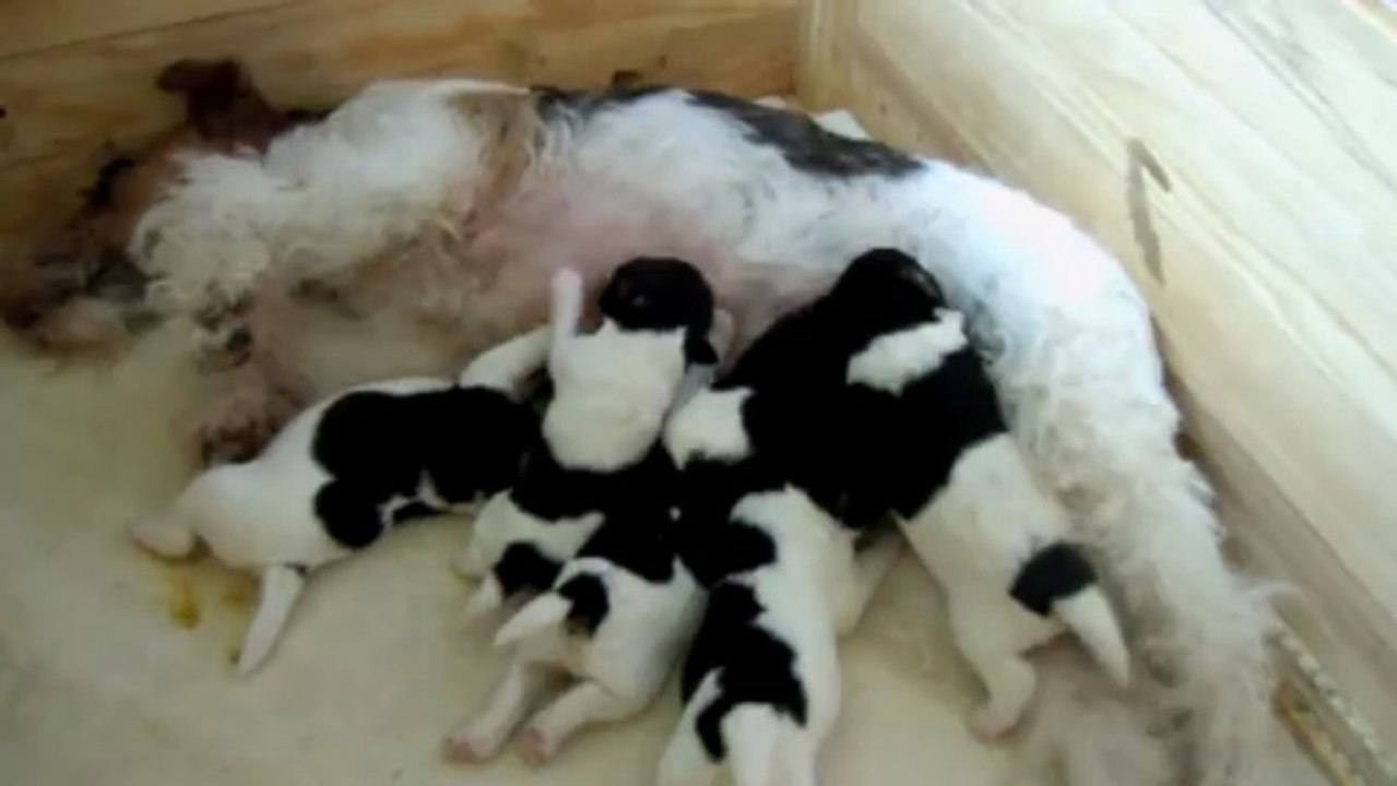 Premières tétées collectives