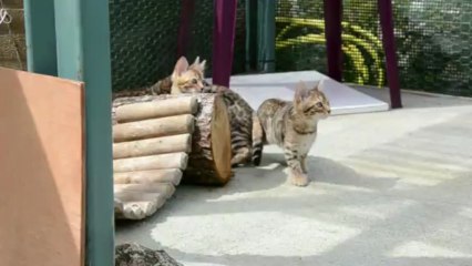 Magic Bengal - litter Fame & Pearl 3 months (3)