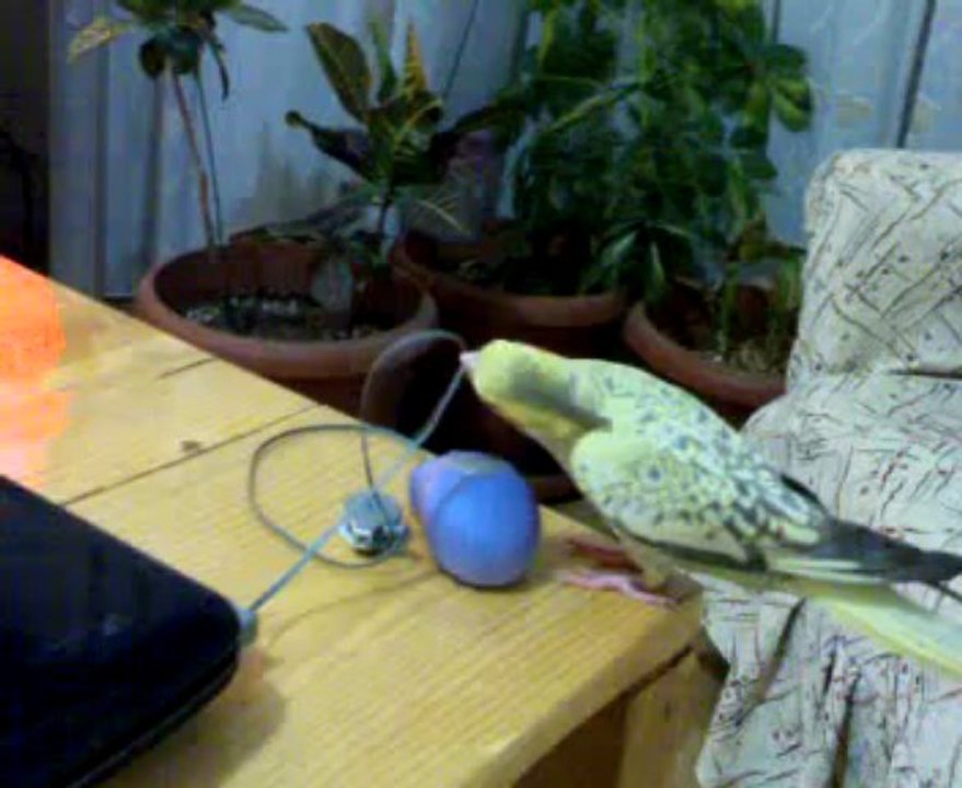 laptop mause