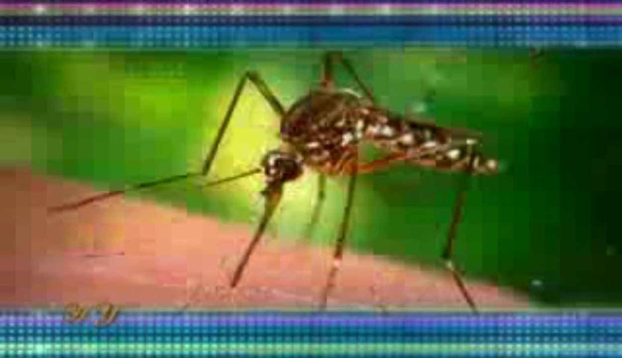 The superior features in the body of the mosquito